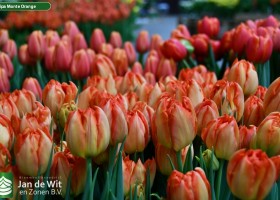 Tulipa Monte Orange ® (3)